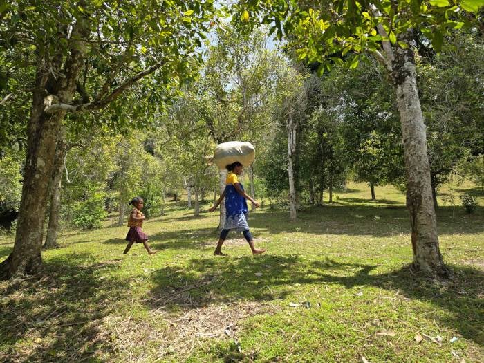 Sostenibilidad, Madagascar