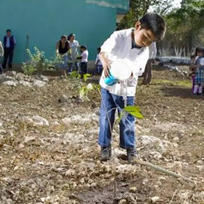 Un niño riega una planta