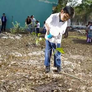Un niño riega una planta