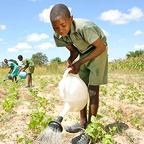 Un niño riega una planta